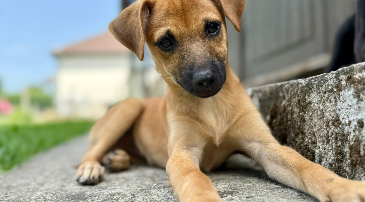 Chiens à adopter